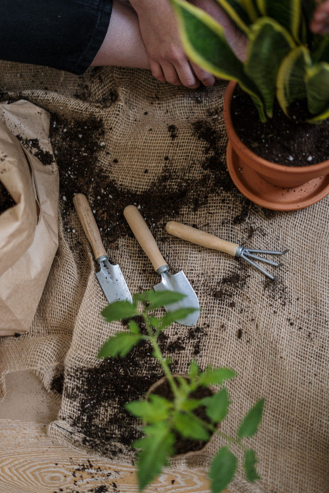 De tuin aankleden met een budget onder de 250 euro - wonder & melon