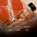 Ascent Orange - Ascent - wonder & melon